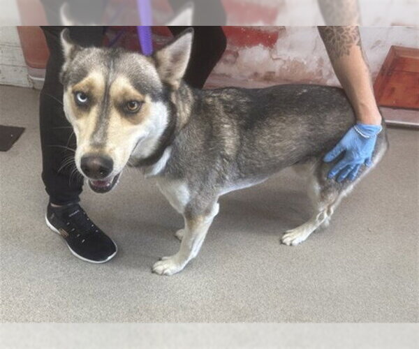 Medium Photo #1 Siberian Husky Puppy For Sale in San Bernardino, CA, USA