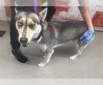 Small Siberian Husky