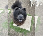 Small Photo #1 Chow Chow Puppy For Sale in DALLAS, TX, USA