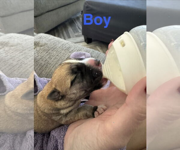 Medium Photo #4 German Shepherd Dog-Unknown Mix Puppy For Sale in The Woodlands, TX, USA