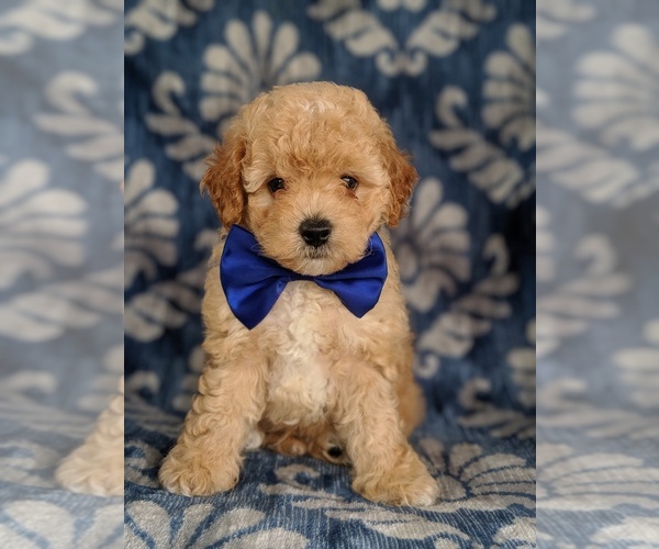 Medium Photo #1 Poochon Puppy For Sale in LANCASTER, PA, USA