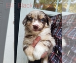 Puppy Black Widow Australian Shepherd