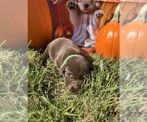 Labrador Retriever Puppy for sale in NEOLA, WV, USA
