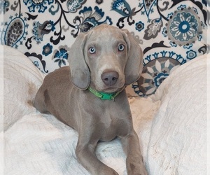 Weimaraner Puppy for sale in ELKTON, KY, USA