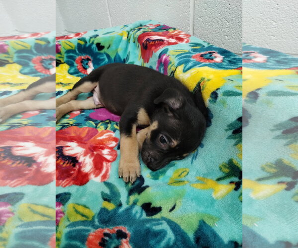 Medium Photo #3 Mutt Puppy For Sale in York, SC, USA