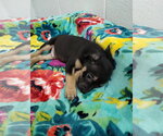 Small #2 Mutt