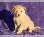 Small #2 Alaskan Malamute