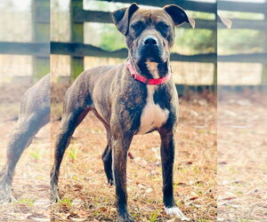Bullboxer Pit Dogs for adoption in Social Circle, GA, USA