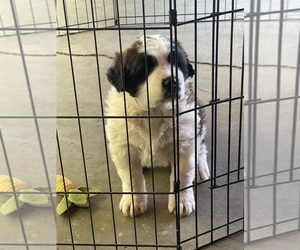 Saint Bernard Puppy for sale in GRANTVILLE, GA, USA