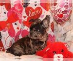 Small Photo #1 French Bulldog Puppy For Sale in WISC RAPIDS, WI, USA