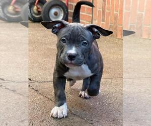 American Bully Puppy for sale in BRONX, NY, USA