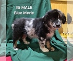 Small #4 Australian Shepherd