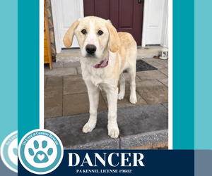 Labrenees Dogs for adoption in Kimberton, PA, USA