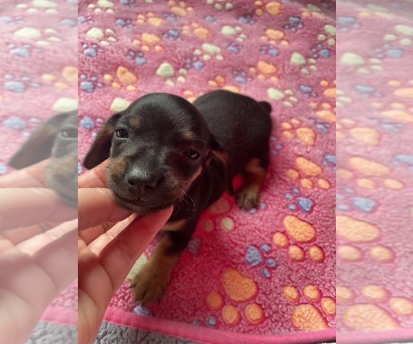 Medium Photo #2 Dachshund Puppy For Sale in OLYMPIA, WA, USA