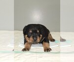 Puppy Acquainted Male Rottweiler
