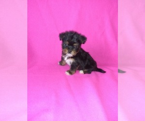 Shorkie Tzu Puppy for sale in LAPEER, MI, USA