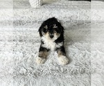 Small Photo #4 Poovanese Puppy For Sale in GREENFIELD, IN, USA