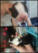 Small Photo #1 Boston Terrier Puppy For Sale in DELTA, CO, USA