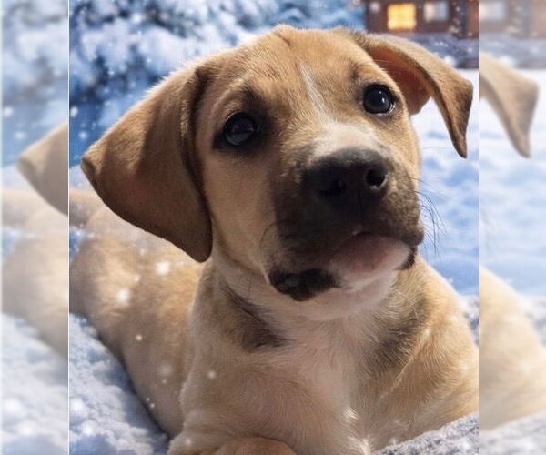 Medium Photo #1 Mutt Puppy For Sale in Canton, CT, USA