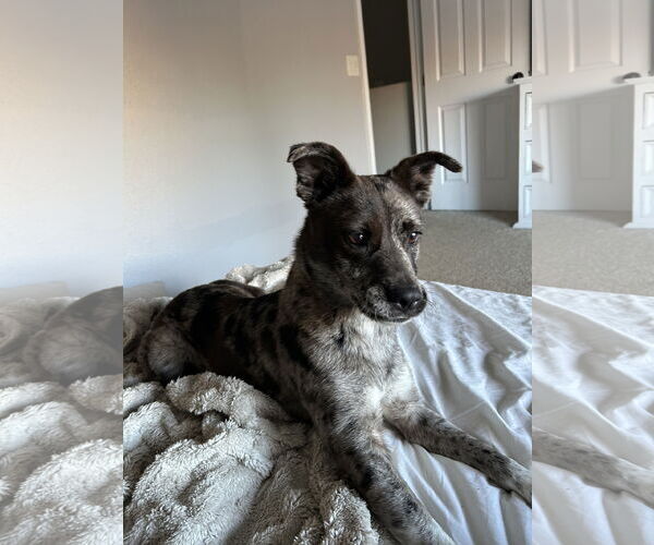 Medium Photo #3 Catahoula Leopard Dog-Unknown Mix Puppy For Sale in Aurora, CO, USA