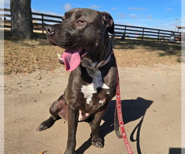 Medium Photo #2 American Pit Bull Terrier-Unknown Mix Puppy For Sale in Ocala, FL, USA