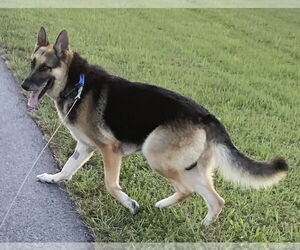 Medium German Shepherd Dog