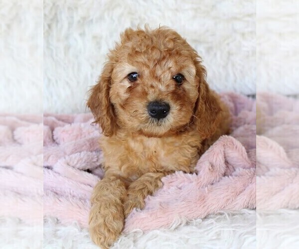 Medium Photo #1 Poodle (Miniature) Puppy For Sale in MOUNT DORA, FL, USA