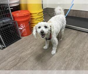 Maltipoo (Toy) Dogs for adoption in Pasadena, CA, USA
