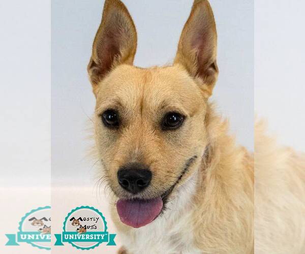 Medium Photo #1 Mutt Puppy For Sale in Kennesaw, GA, USA