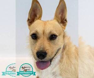 Mutt Dogs for adoption in Kennesaw, GA, USA