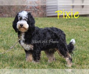 Mother of the Miniature Bernedoodle puppies born on 07/28/2025