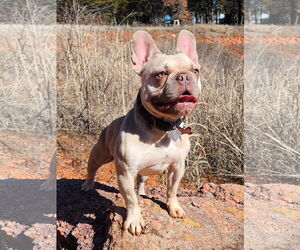 French Bulldog Dogs for adoption in Guthrie, OK, USA