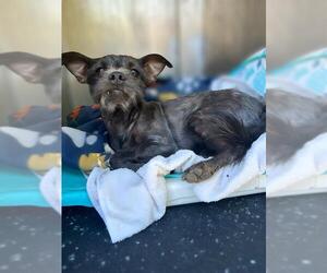 Mutt Dogs for adoption in San Antonio, TX, USA