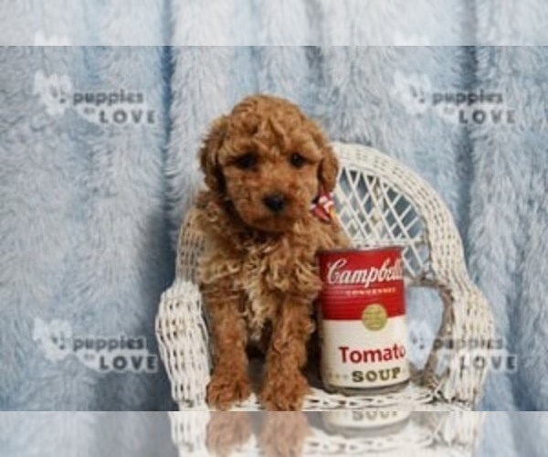 Medium Photo #10 Poodle (Toy) Puppy For Sale in SANGER, TX, USA