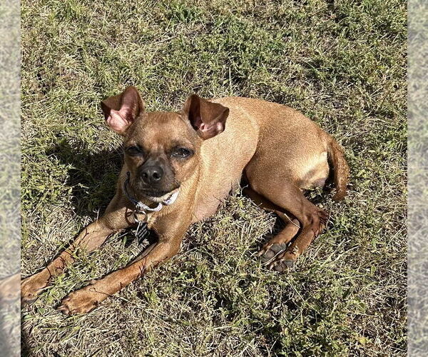 Medium Photo #8 Chihuahua-Unknown Mix Puppy For Sale in Mundelein, IL, USA