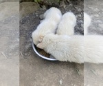 Small Photo #8 Swiss Shepherd-Timber Wolf Mix Puppy For Sale in MAD RIVER, CA, USA
