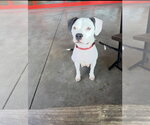 Small American Boston Bull Terrier