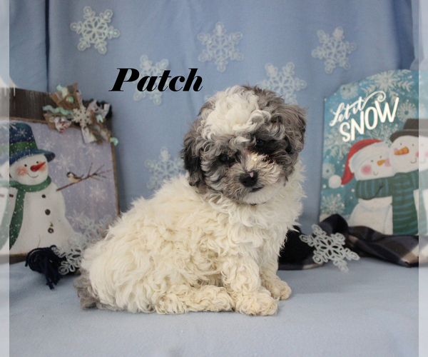 Medium Photo #3 Poodle (Toy) Puppy For Sale in CHANUTE, KS, USA