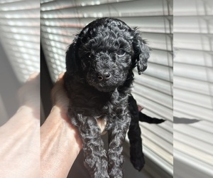 Poodle (Toy) Puppy for sale in SACRAMENTO, CA, USA