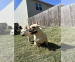 Small Photo #2 French Bulldog Puppy For Sale in BRYAN, TX, USA