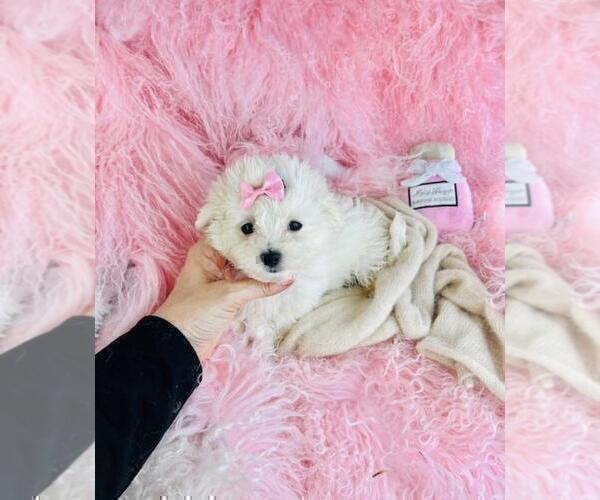 Medium Photo #4 Maltese Puppy For Sale in BOSTON, MA, USA