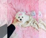 Small #3 Maltese