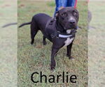 Small #3 American Pit Bull Terrier-Staffordshire Bull Terrier Mix