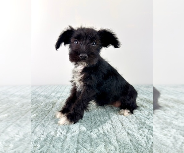 Medium Photo #2 Schnauzer (Miniature) Puppy For Sale in GREENFIELD, IN, USA