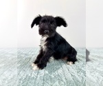 Small #1 Schnauzer (Miniature)