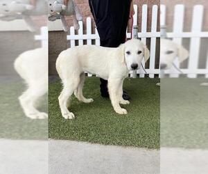 Great Pyrenees Dogs for adoption in Modesto, CA, USA