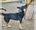 Small #10 German Shepherd Dog Mix