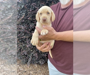 Labrador Retriever Puppy for Sale in KINGS MOUNTAIN, North Carolina USA