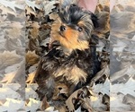 Litter of 4 - Male(s) and Female(s) Yorkshire TerrierLitter of Puppies for Sale - Photo #16