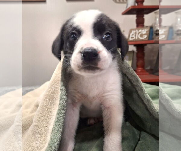 Medium Photo #1 Border Collie-Unknown Mix Puppy For Sale in Wakefield, RI, USA